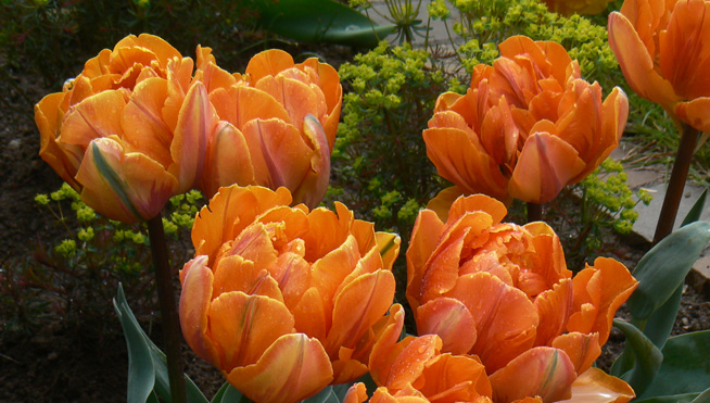 Tulpen und Frauenmantel