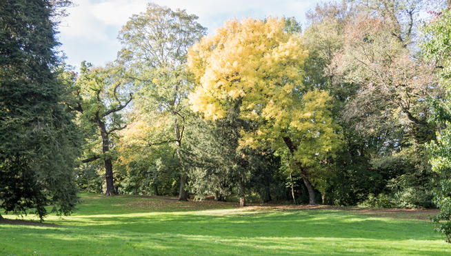 Frankfurt Goldsteinpark - Herbstfärbung des Baumbestands