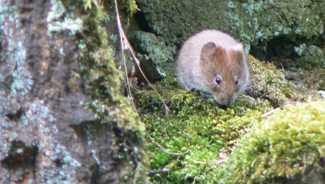 Maus in Trockenmauer