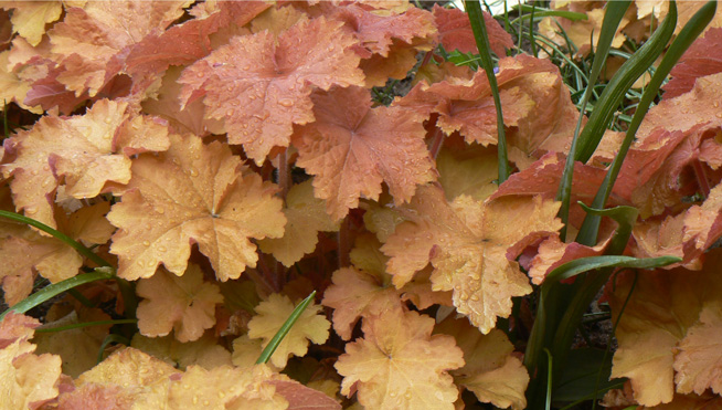 Heuchera villosa 'Caramel'