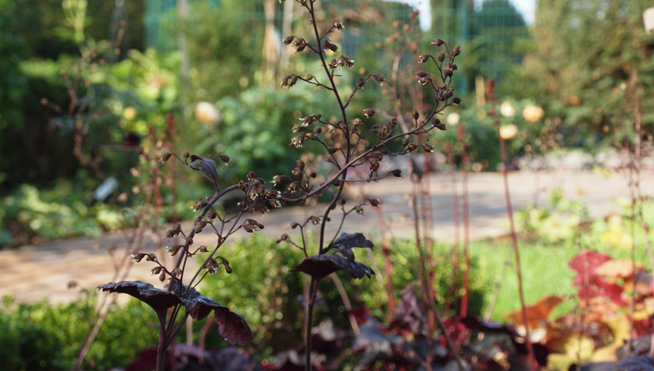 Rotlaubige Heuchera