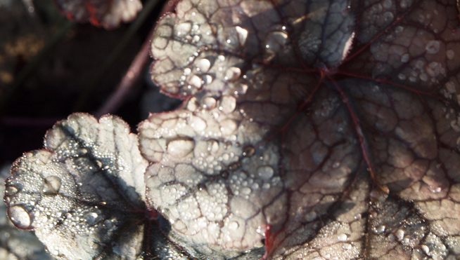 Heuchera x cultorum 'Prince of Silver'