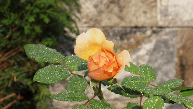 Knospe Rose 'Tea Clipper'