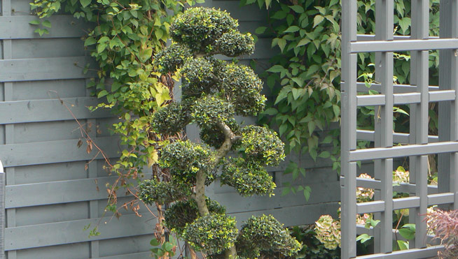 Rankgerüst und Bonsai