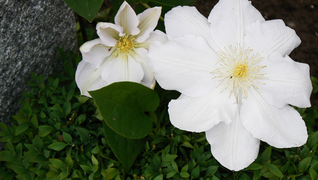 Weiße Clematis 'Madam le Coultre