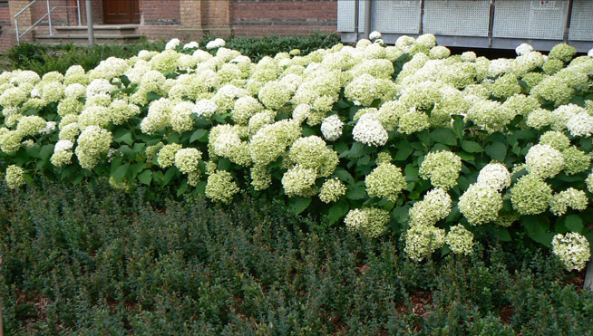 Rhododendron beleben den Hintergrund.