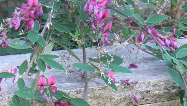 Lespedezia im Hochbeet.