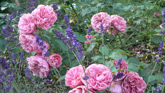 Rosen und Lavendel
