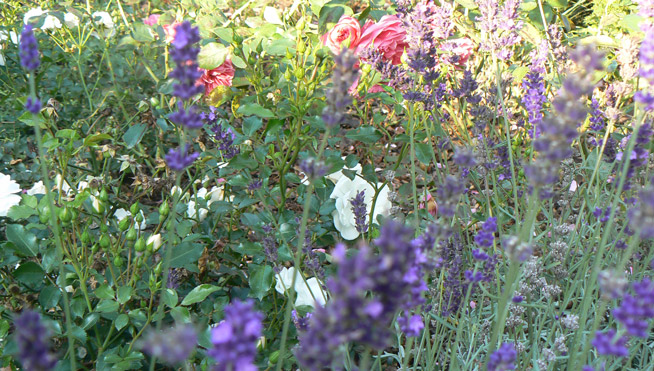 Lavendel mit weißen und rosafarbigen Rosen.